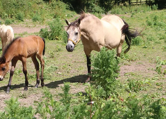 Mrs Delaney's Loft Apartman *